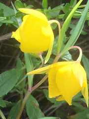 Calochortus pulchellus