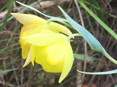 Calochortus pulchellus
