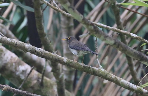 White-throated Thrush (Turdus assimilis), photo 9