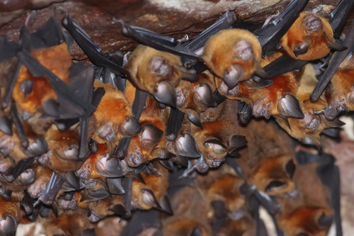Grand Roundleaf Bat (Hipposideros grandis)