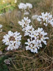 Noccaea macrantha