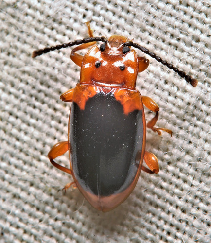 Aphorista laeta (LeConte, 1854)