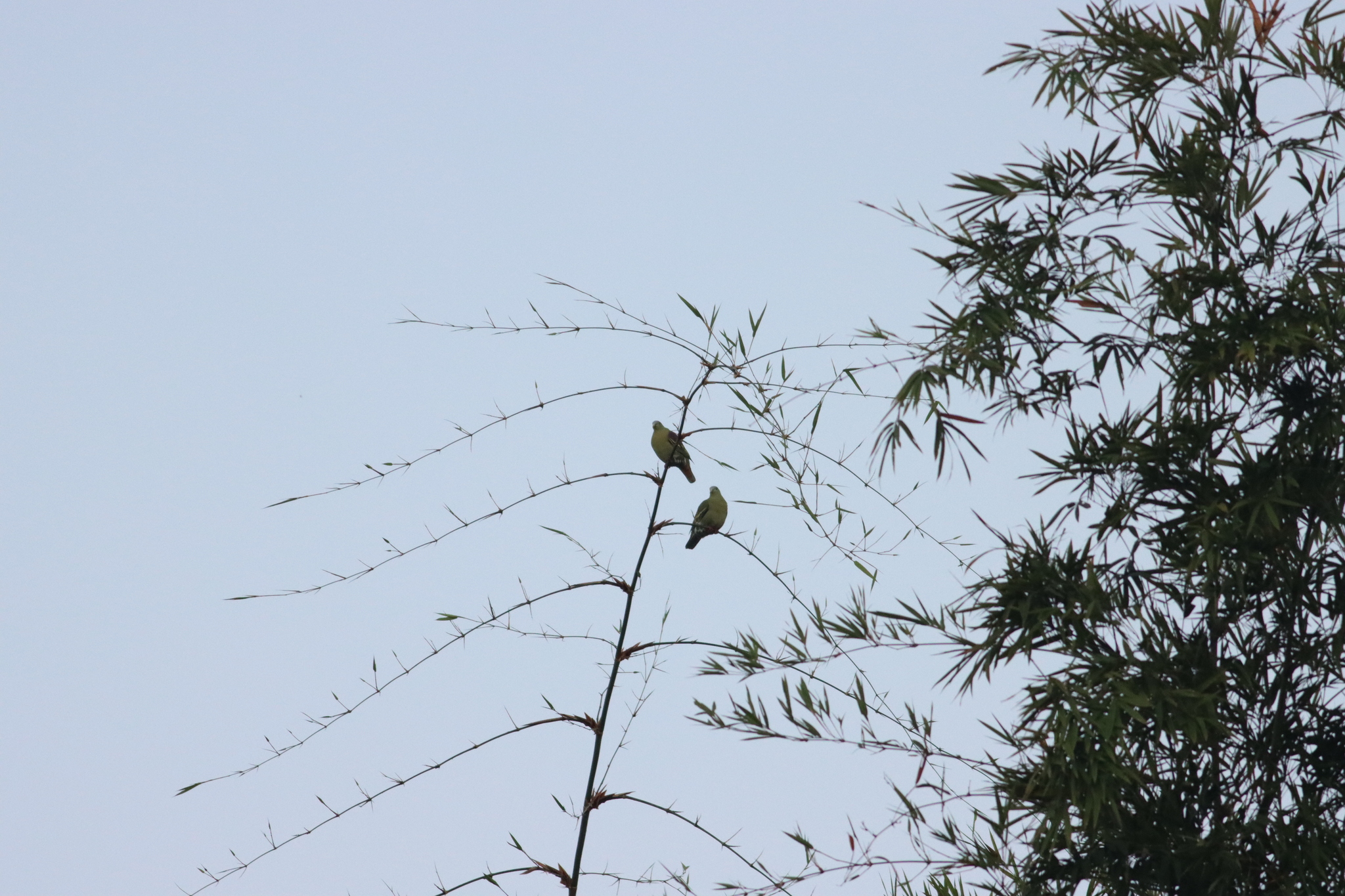 Ashy-headed Green Pigeon