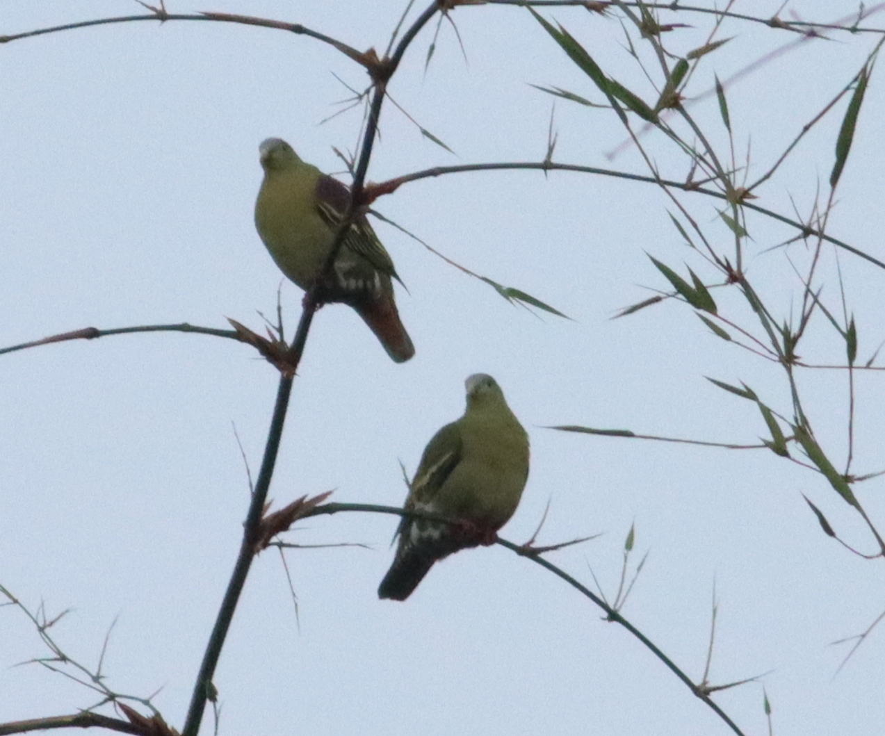 Ashy-headed Green Pigeon