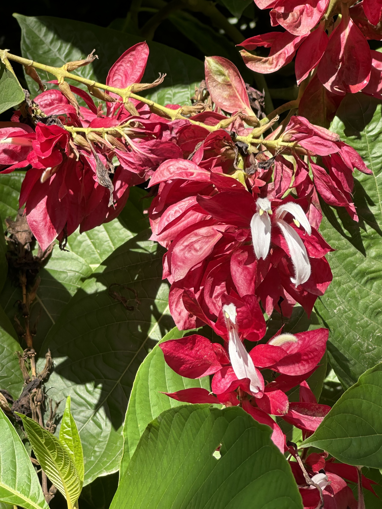 Imagem de Camarão-vermelho