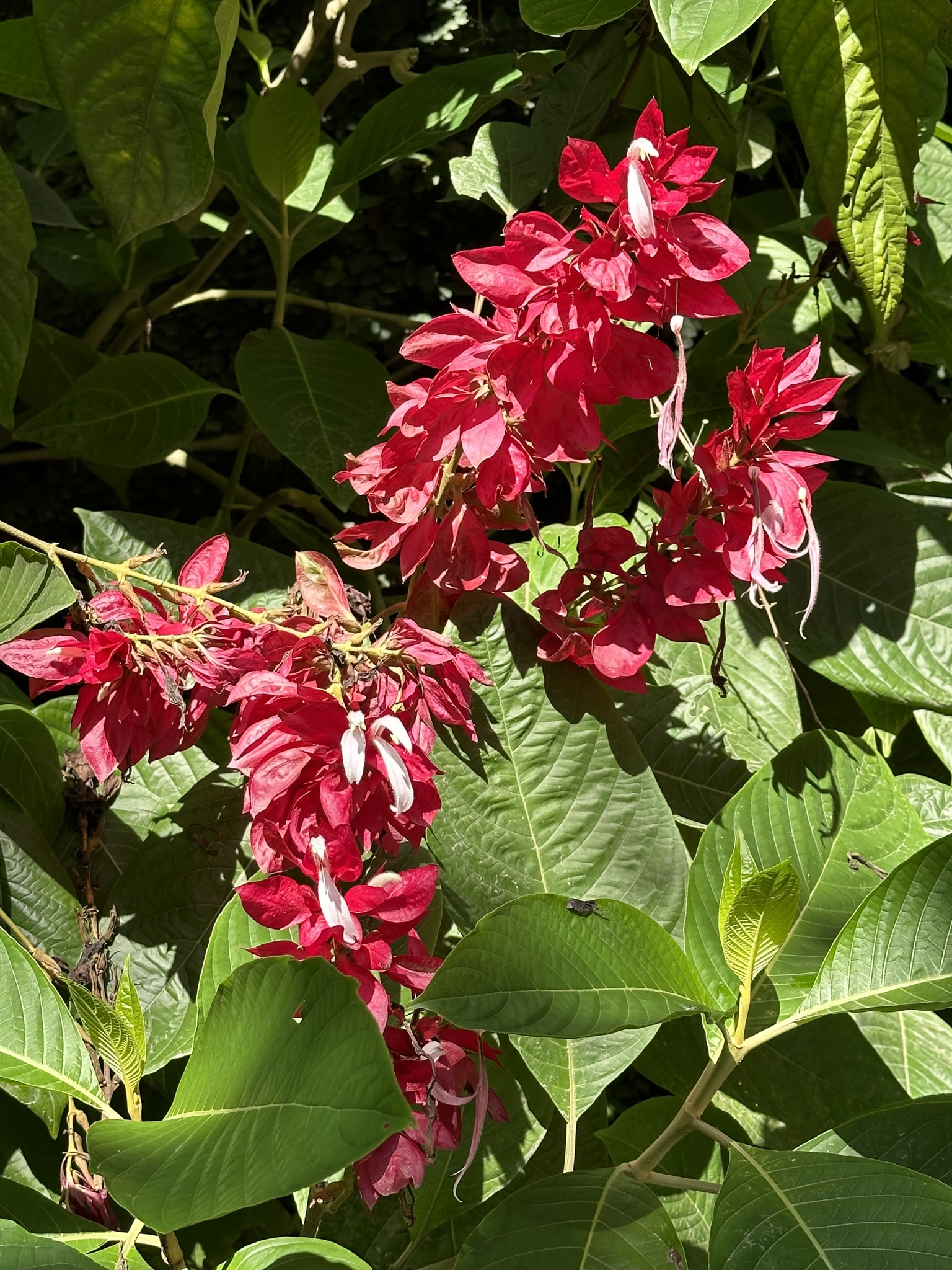Imagem de Camarão-vermelho