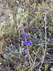 Delphinium parishii subglobosum
