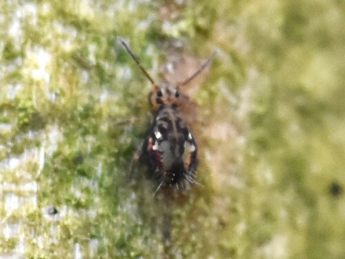 Dicyrtomina saundersi, Groesbeek, Nieuweweg 65, Nederland, photo 10 of 10
