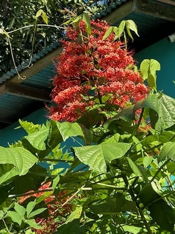 Foto de Pagode-chinês