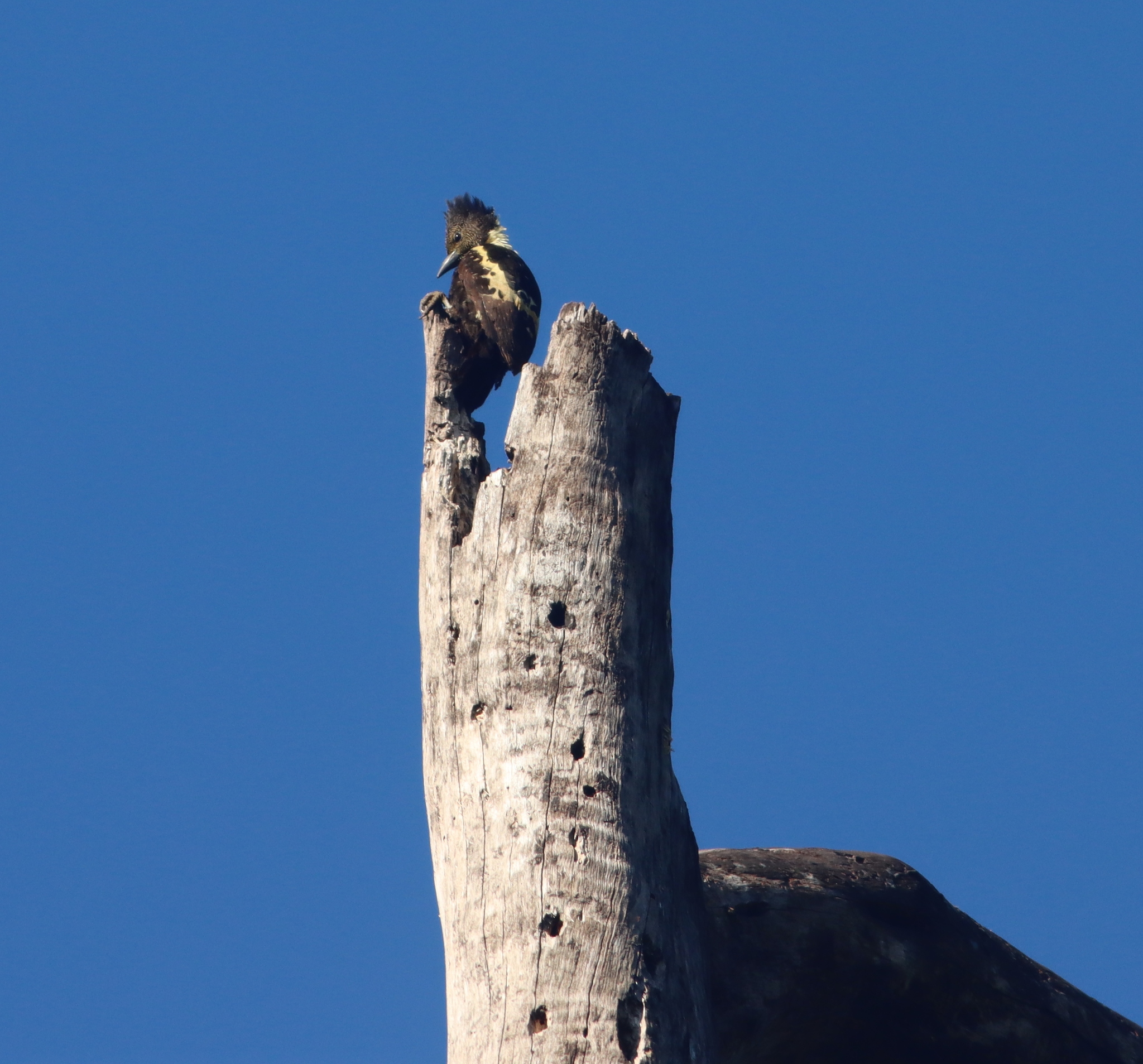 Black-and-buff Woodpecker (Meiglyptes jugularis), photo 10