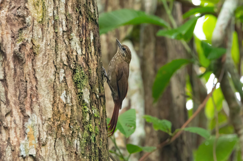 Wedge-billed Woodcreeper (albigularis)