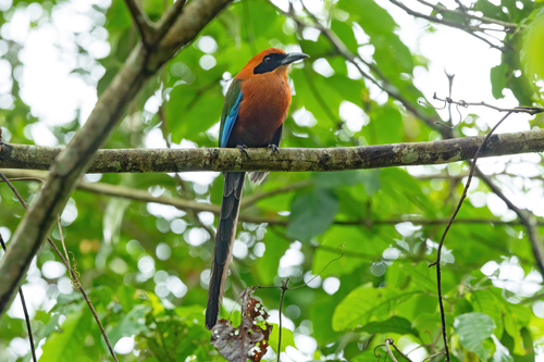 Rufous Motmot