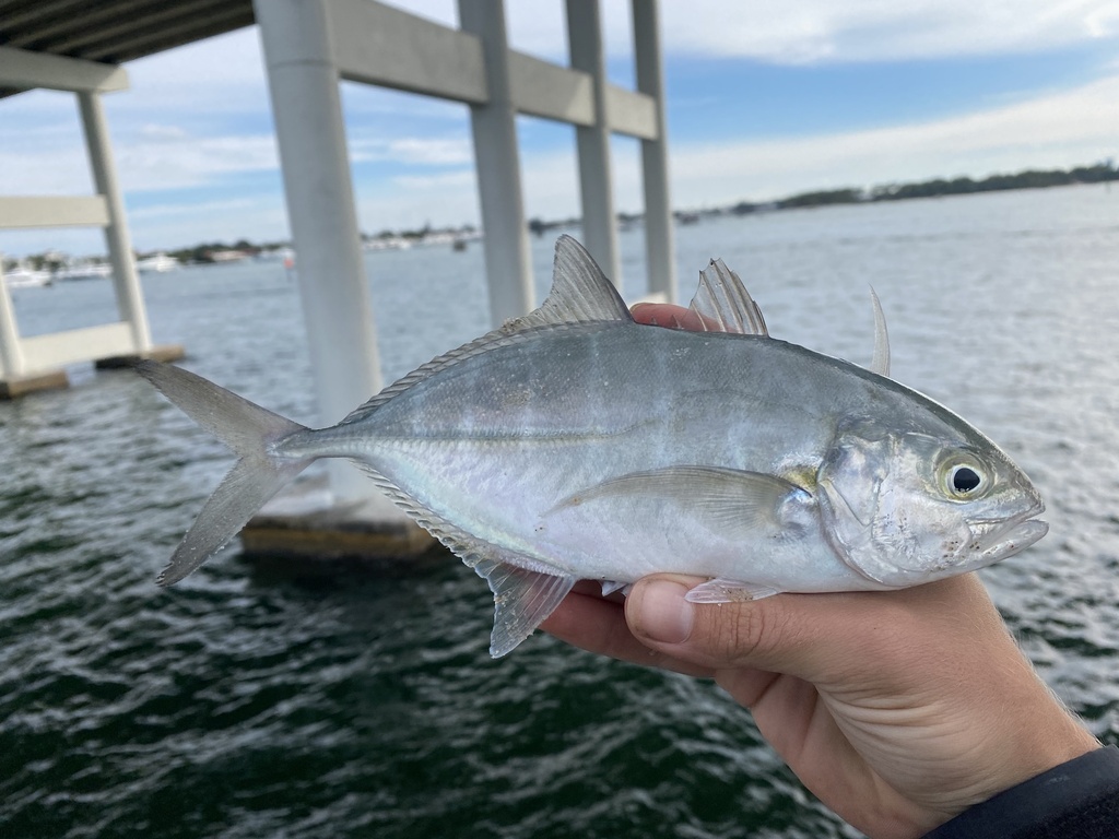 Black jack (Caranx crysos) — Carangidae