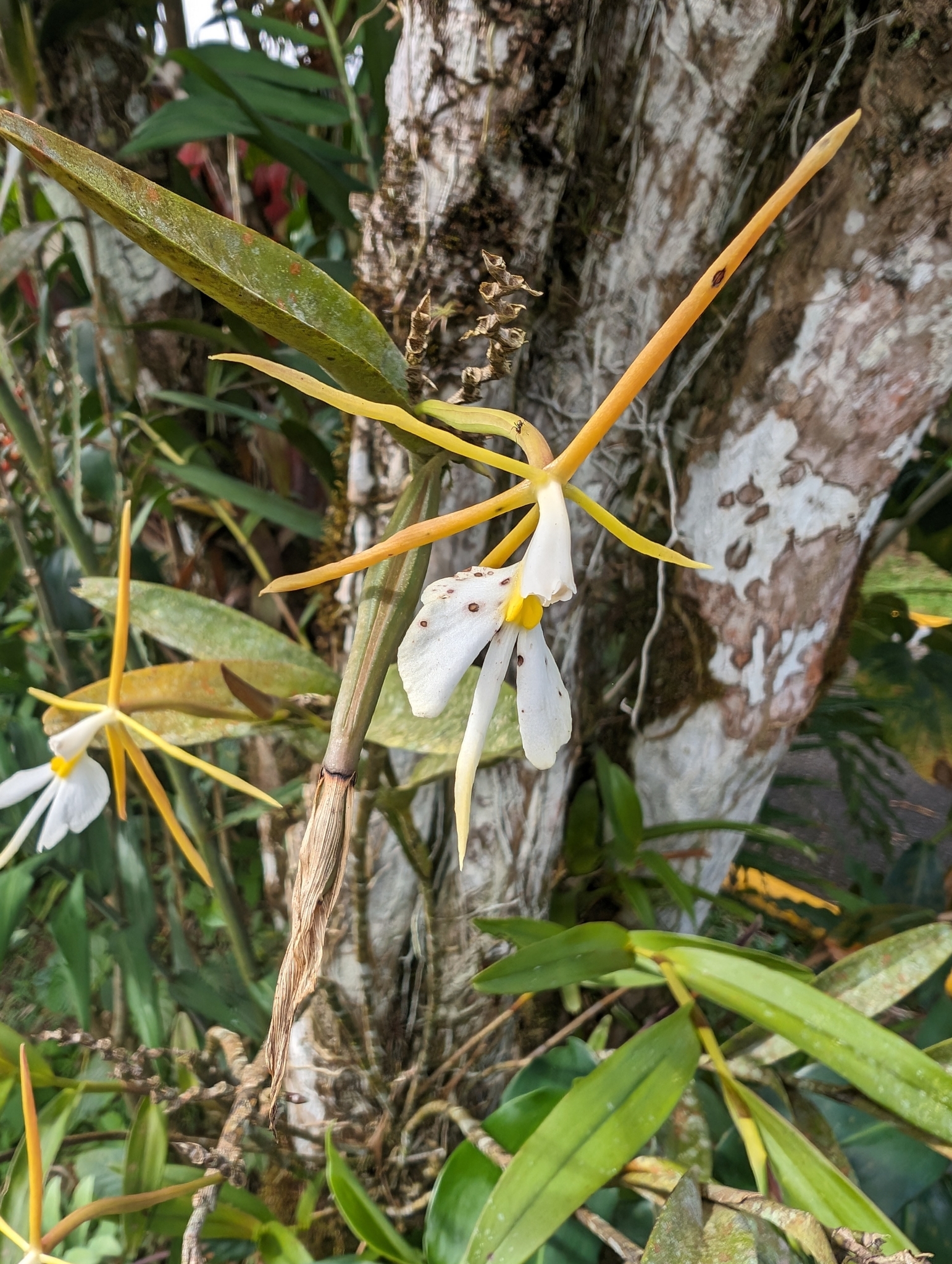 Imagem de Orquídea