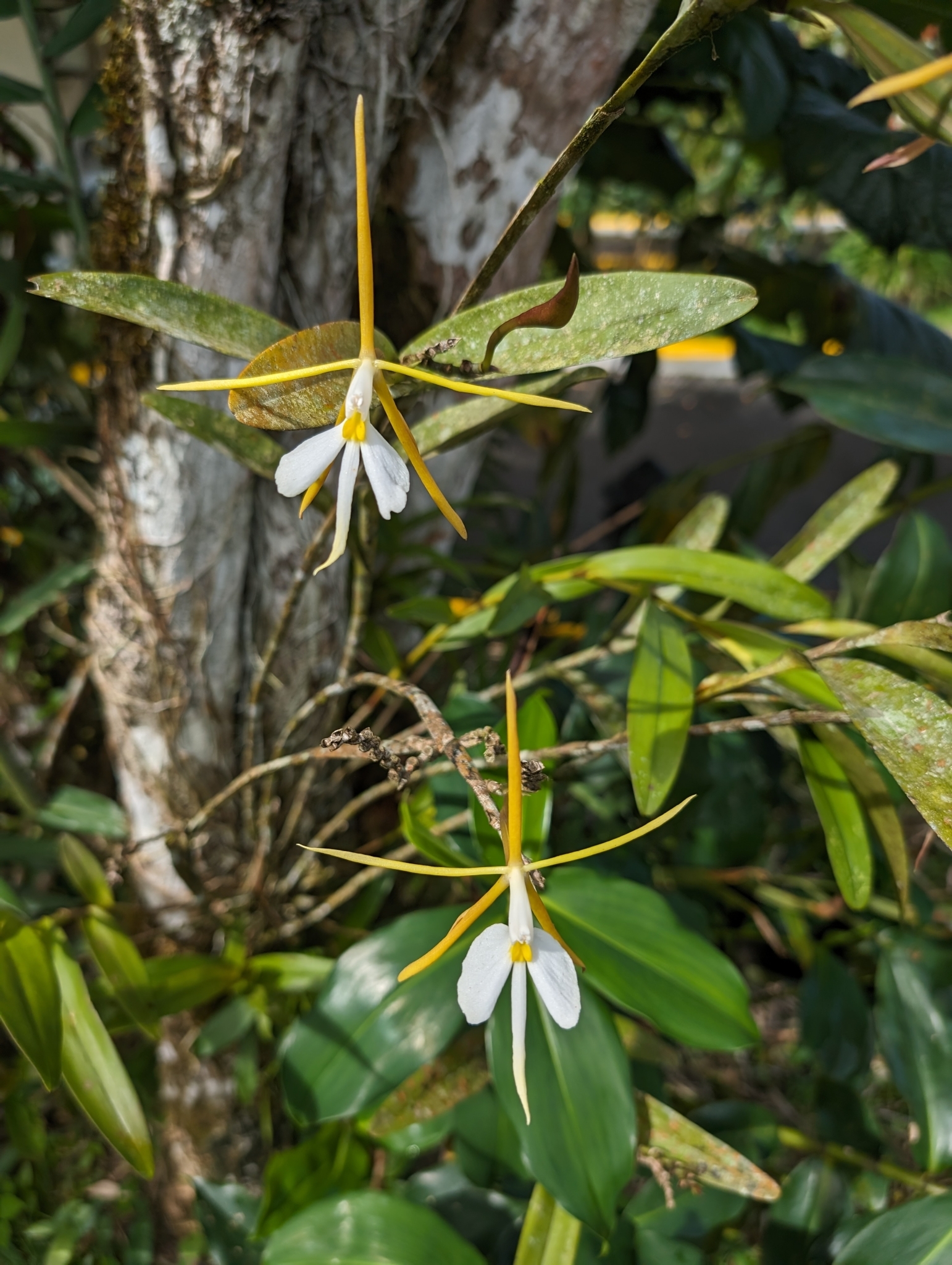 Imagem de Orquídea