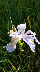 Iris longipetala