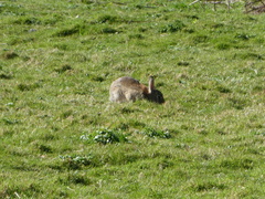 Oryctolagus cuniculus