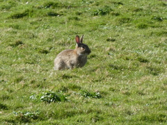 Oryctolagus cuniculus