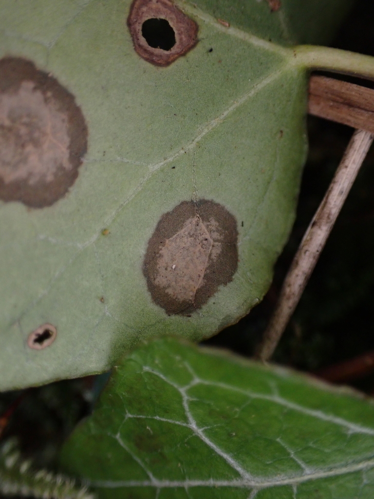 Septoria hedericola (001 Oligolektische Arthropoden und Parasiten an
