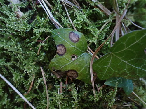 Septoria hedericola (001 Oligolektische Arthropoden und Parasiten an