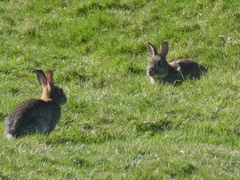 Oryctolagus cuniculus