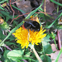 Bombus lapidarius