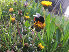 Bombus lapidarius