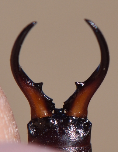 European Earwig, photo 8 of 9