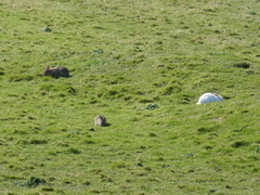 Oryctolagus cuniculus