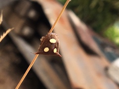 Paracritheus trimaculatus