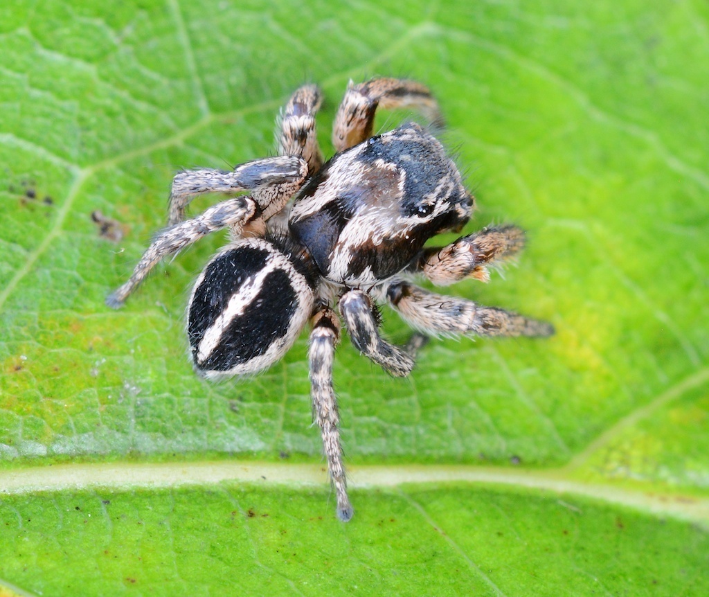 Jumping spiders have a mysterious nighttime habit