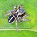 Orbus Paradise Spider - Photo (c) Giff Beaton, some rights reserved (CC BY-NC), uploaded by Giff Beaton