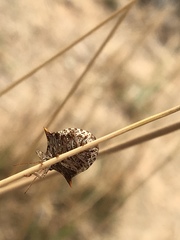 Paracritheus trimaculatus