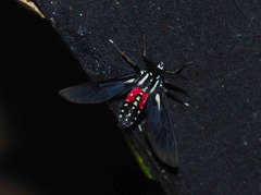 Poecilosoma eone