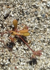 Calyptridium arizonicum