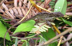 Anolis mariarum