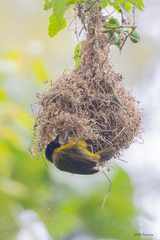 Strange Weaver photo 5