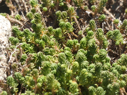 Foto de Escadinha verde