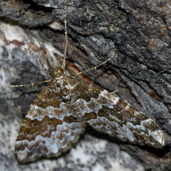 Electrophaes corylata