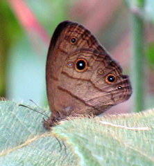 Hermeuptychia harmonia