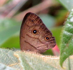 Hermeuptychia harmonia