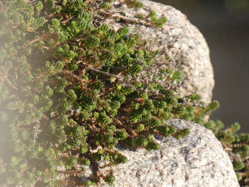 Foto de Escadinha verde