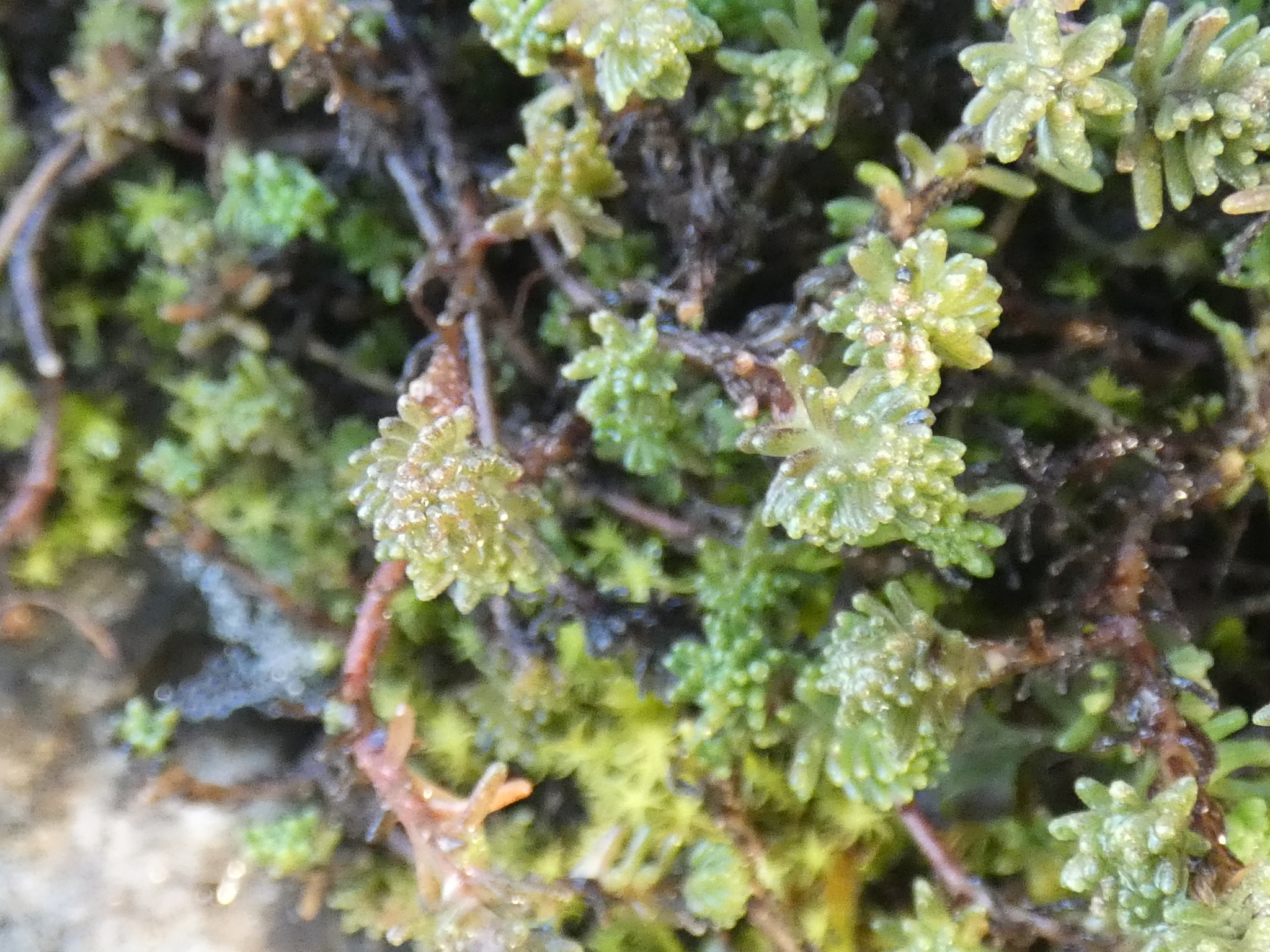 Imagem de Escadinha verde