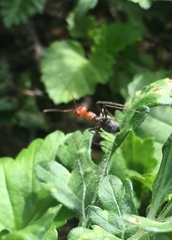 Myrmecocystus placodops