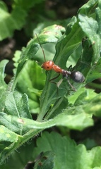 Myrmecocystus placodops