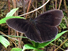 Pronophila