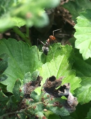 Myrmecocystus placodops