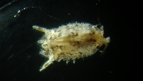 Representative image of Dynamene