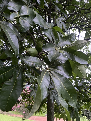 Foto de Castanha-do-maranhão