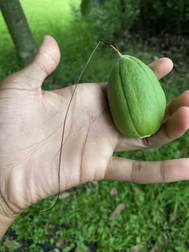 Castanha-do-maranhão